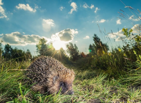 Hedgehog in grass with sun
