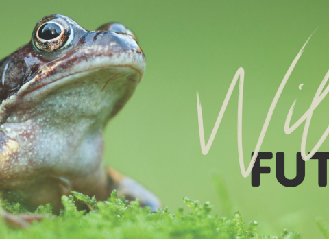 Wilder Future toad by Guy Edwardes/2020VISION