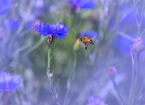 Bee and cornflower