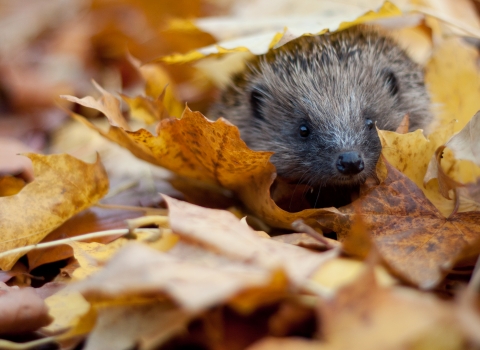 Hedgehog in autumn leaves