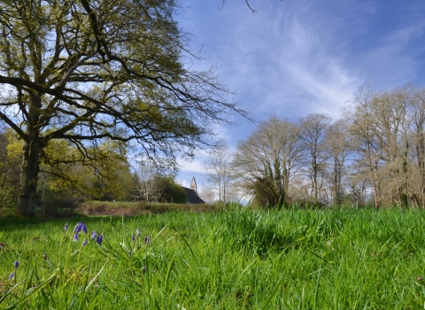 Audrey's Meadow