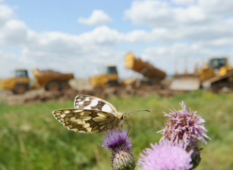 Marbled white and bulldozers