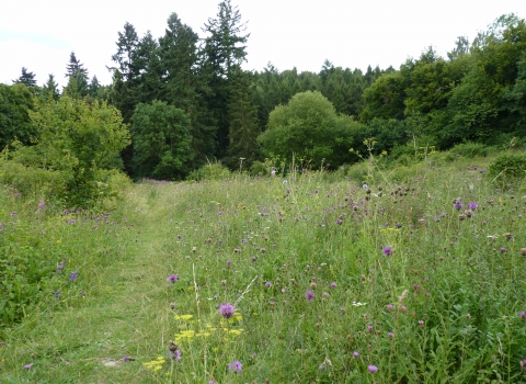 Homefield Wood with summer wild flowers