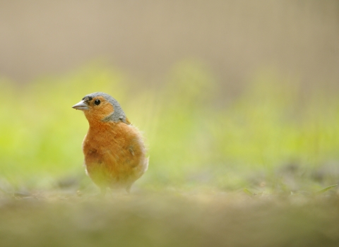 Chaffinch