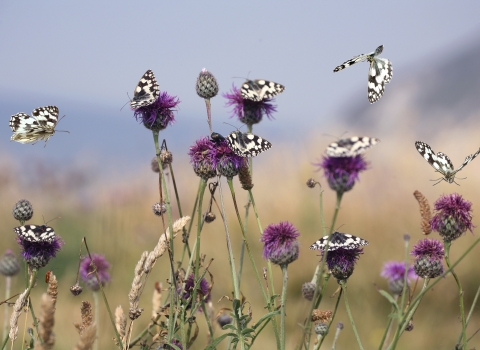 Marbled White Butterflies
