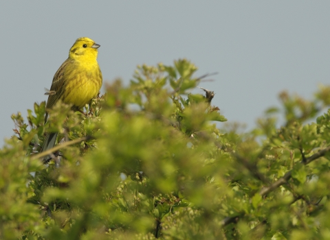 Yellowhammer in hedge