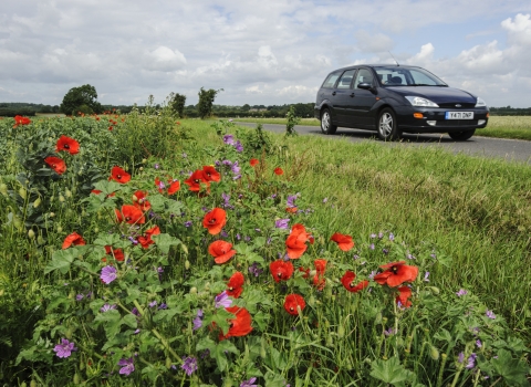 common poppy and mallow flowering next to road verge