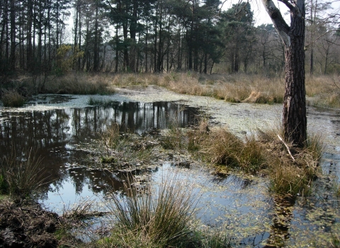 Wildmoor Heath