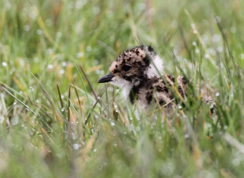 Lapwing chick in wet grass