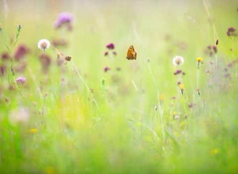 Butterfly in wildflower meadow