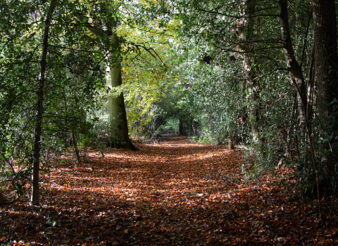 Woodland walk at Shepperlands nature reserve 