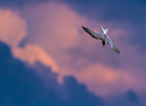 Tern against dawn sky