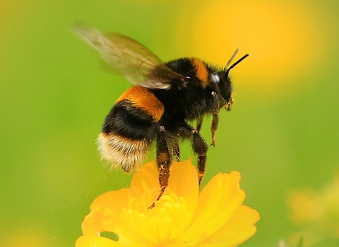 Buff tailed bumblebee