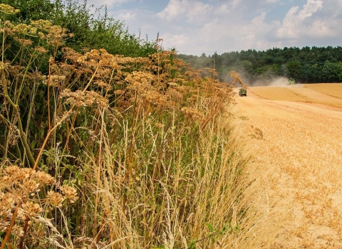 Harvest of wheat field