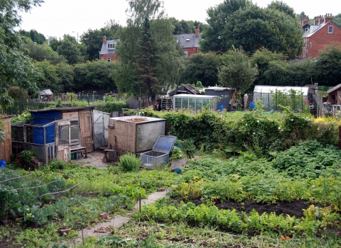 Urban allotment