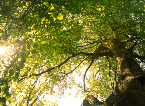 Beech tree canopy