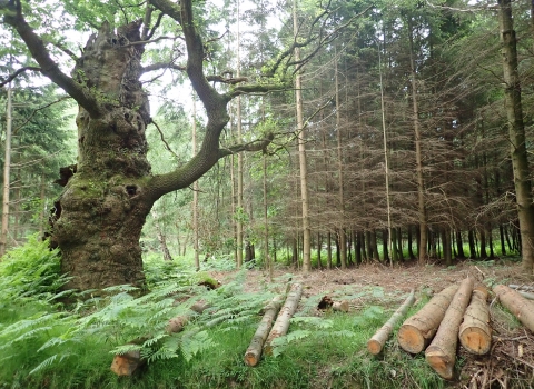 Trees at Windsor Great Park