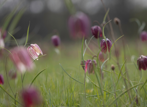 Snake's-head fritillaries at Iffley Meadows