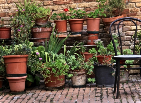 Plants in pots