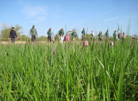 BBOWT staff counting Snakeshead fritillaries at Iffley Meadows