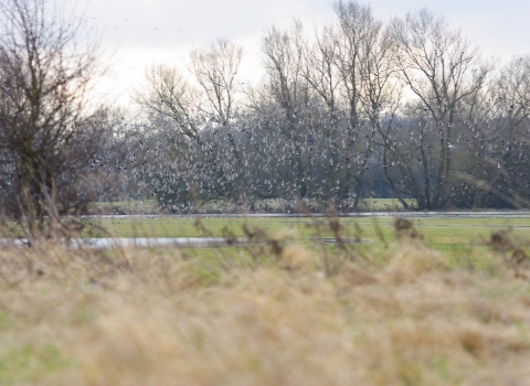 Lapwing and golden plover at Chimney Meadows