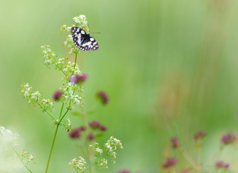 Marbled white in grassland