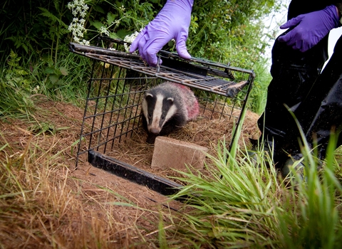 Badger released after vaccination