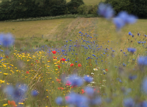 Wild flower margin in farmland