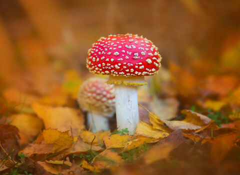 Fly agaric by Jon Hawkins