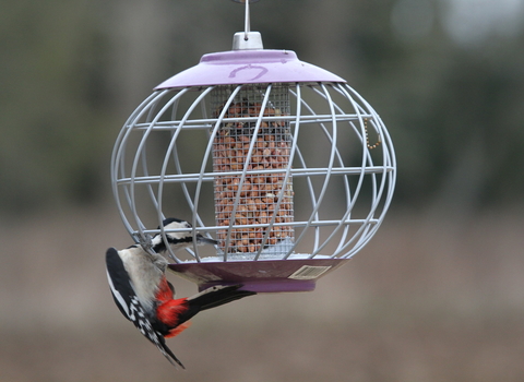 Great spotted woodpecker by Nicholas Watts