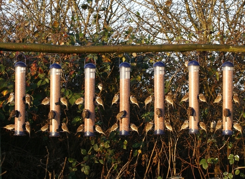 Tree sparrows on feeders by Nicholas Watts