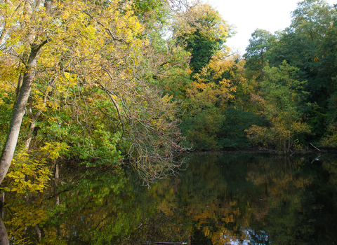 CS Lewis nature reserve