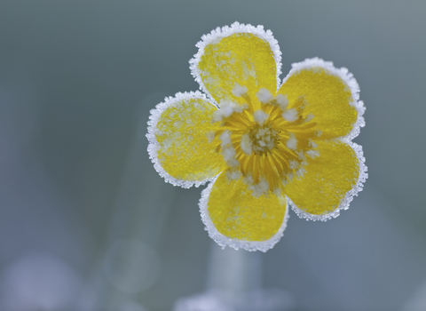 Meadow buttercup