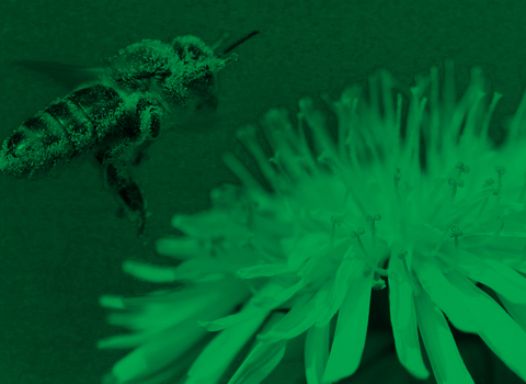 Action for insects banner