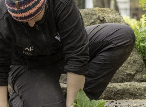 Person planting in garden