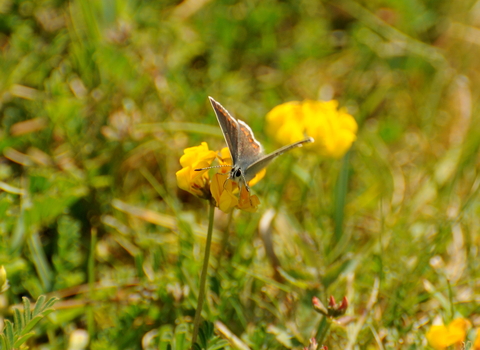 Brown Argus on Horseshoe-vetch