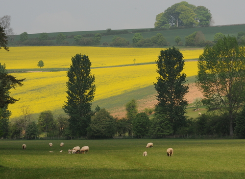 Farmed landscape by Zsuzsanna Bird