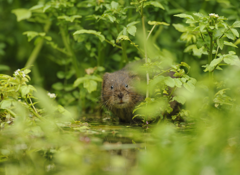 Water vole by Terry Whittaker/2020Vision