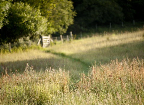 Field by Ross Hoddinott/2020Vision