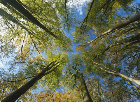 Canopy by Guy Edwardes/2020Vision