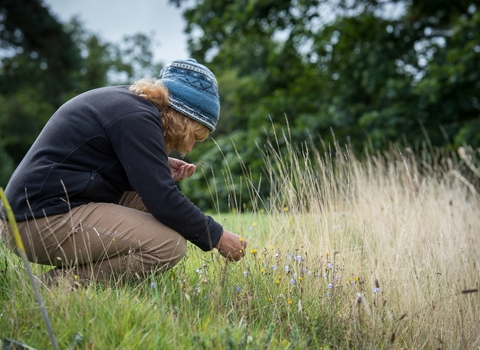 Woman surveying flowers