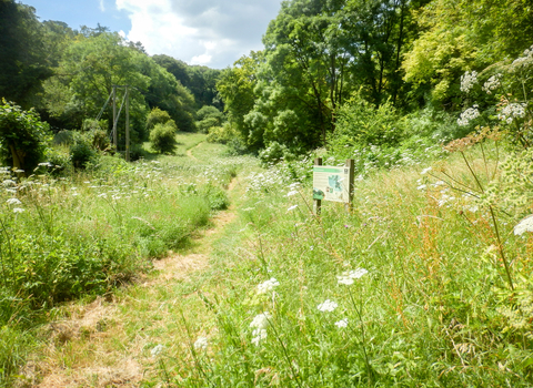 Crong Meadow at BBOWT's Dancersend nature reserve near Aylesbury. Picture: Mick Jones