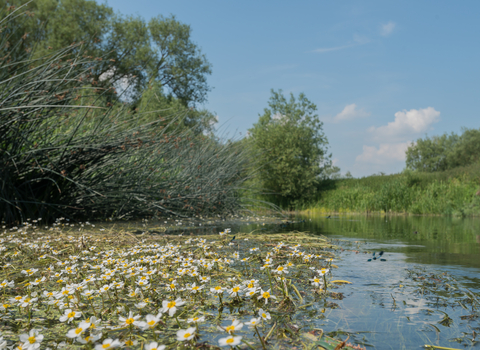 Duxford Old River