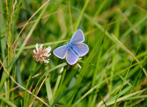 An image of a Common blue butterfly in grass by Zsuzsanna Bird
