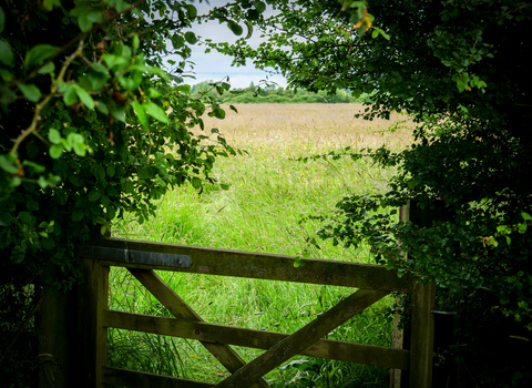 Ludgershall Meadows. Picture: Kate Titford