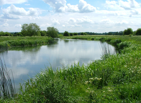 The view from the riverbank, looking down the Thames