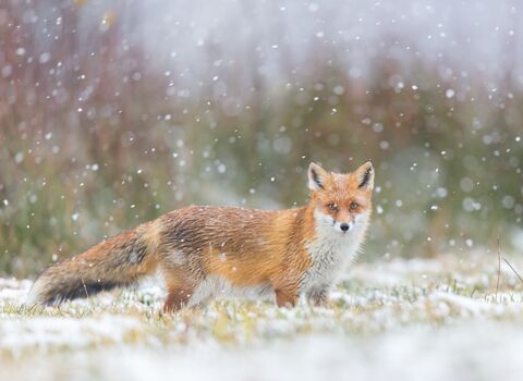 Fox in snow