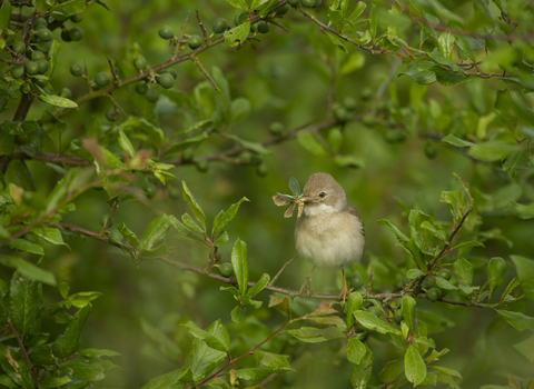 A whitethroat (sylvia communis) perched in a hedgerow with food for its young at Hope Farm, Cambridgeshire. Picture: Andrew Parkinson/ 2020Vision