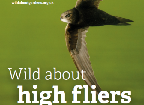 Cover of booklet about helping swifts, swallows and house martins