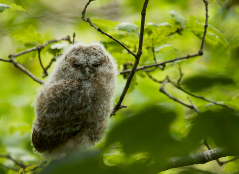 A tawny owl chick 'branching'.